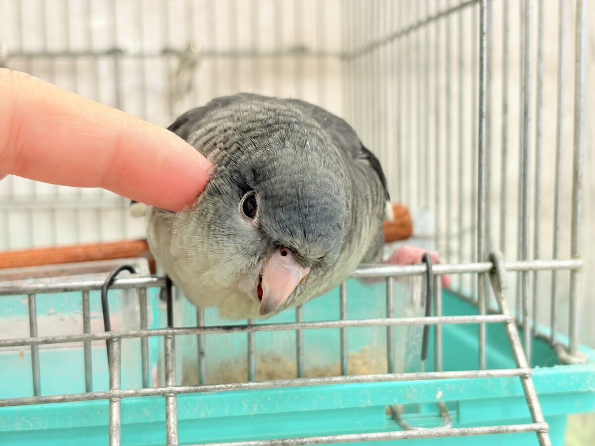 サザナミインコ