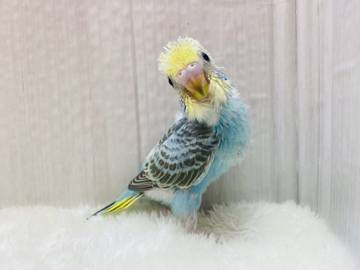 セキセイインコ
