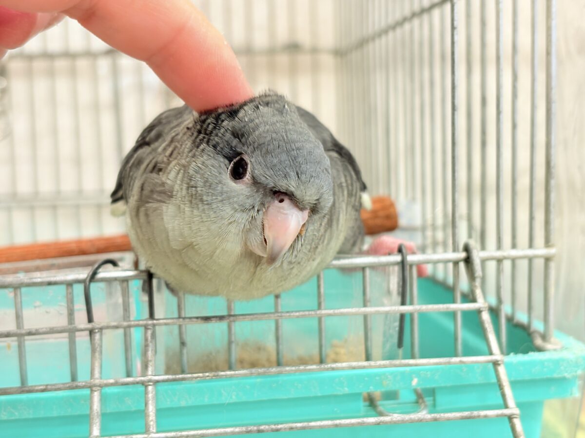 サザナミインコ