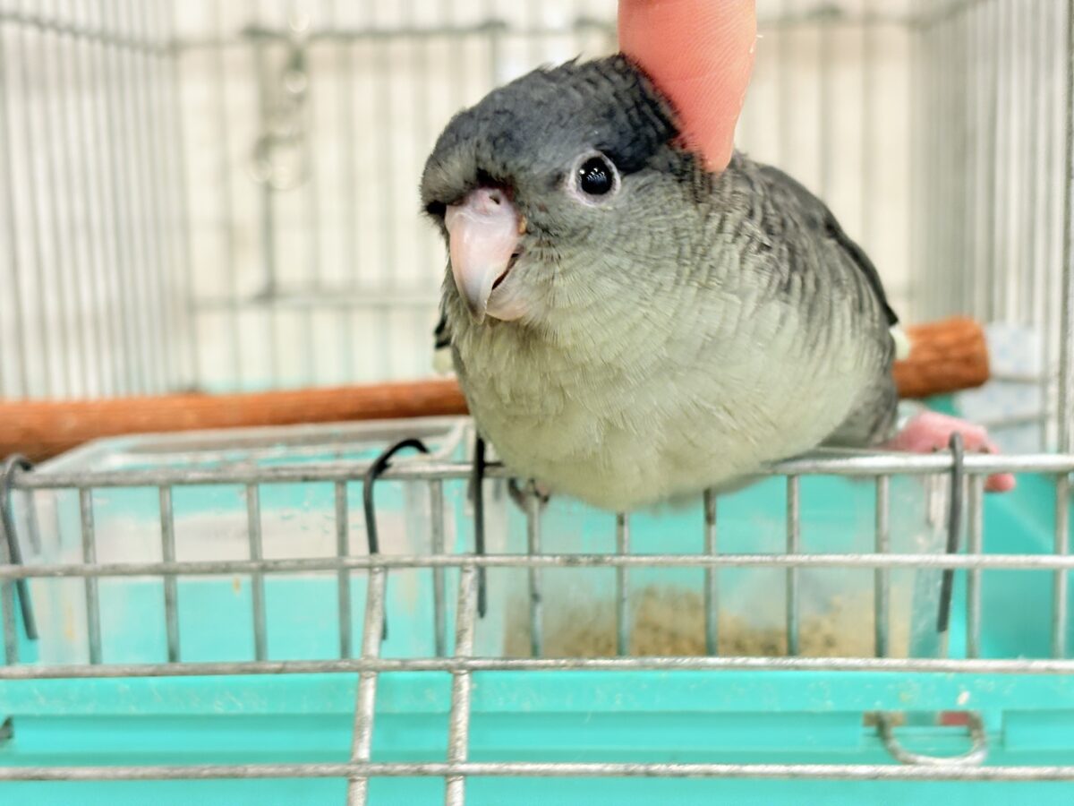 サザナミインコ