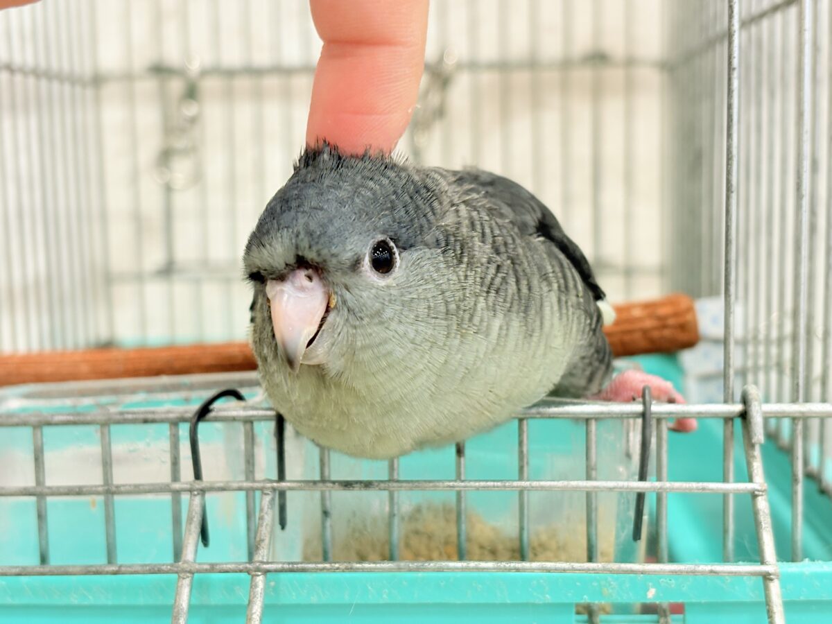 サザナミインコ