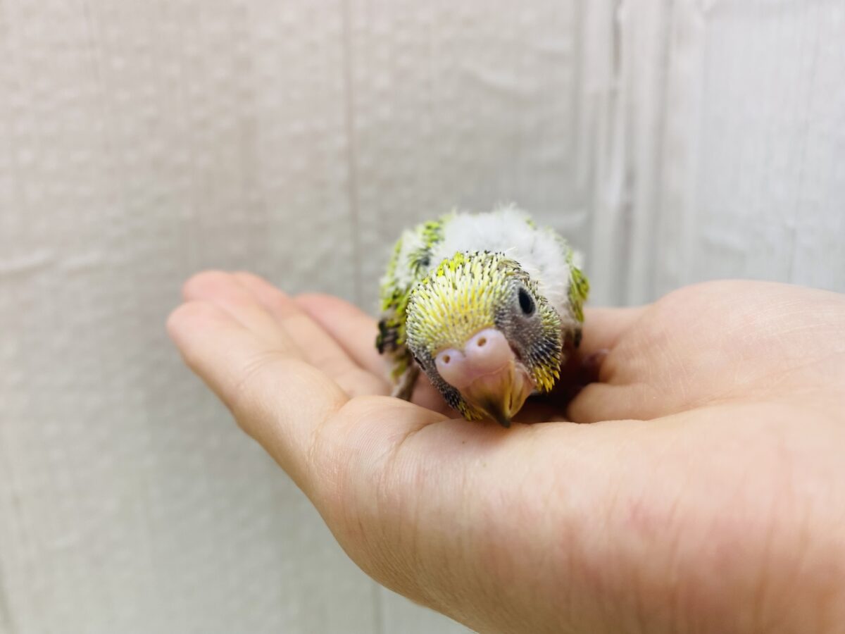 セキセイインコ
