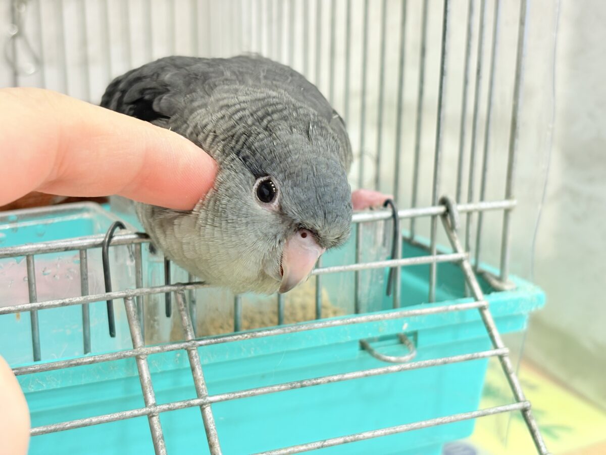 サザナミインコ