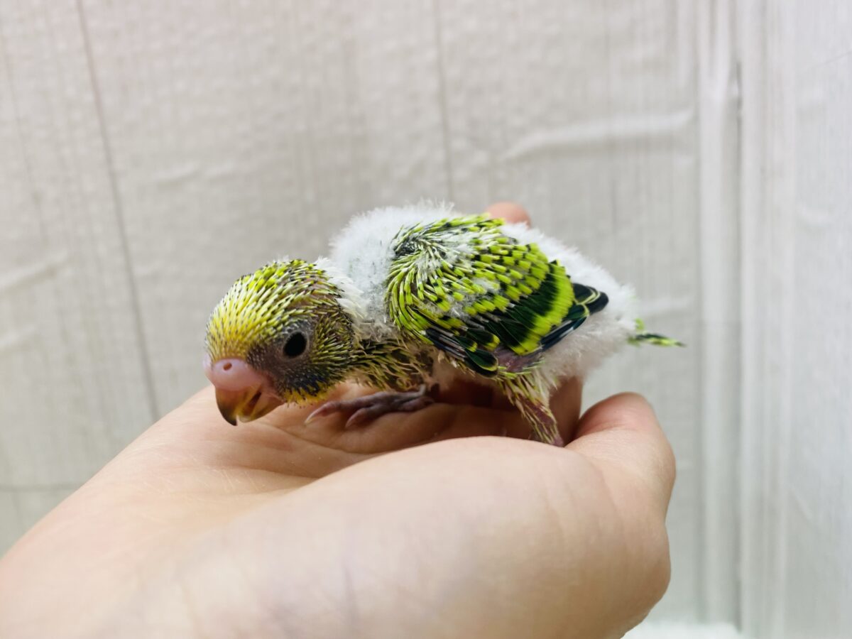 セキセイインコ