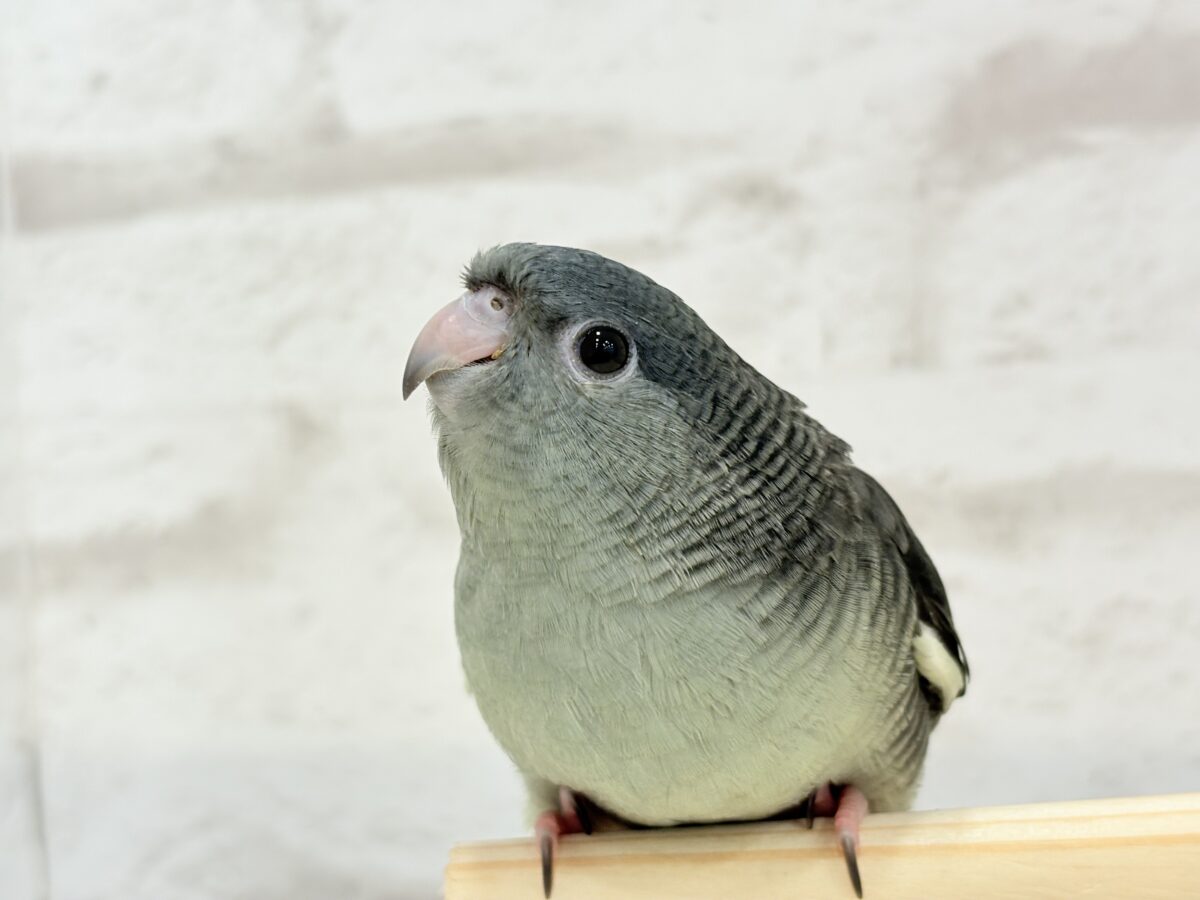 サザナミインコ