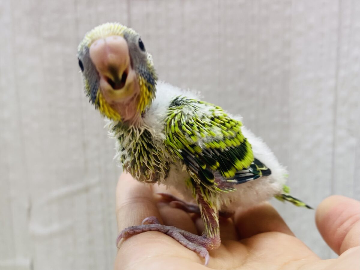 セキセイインコ
