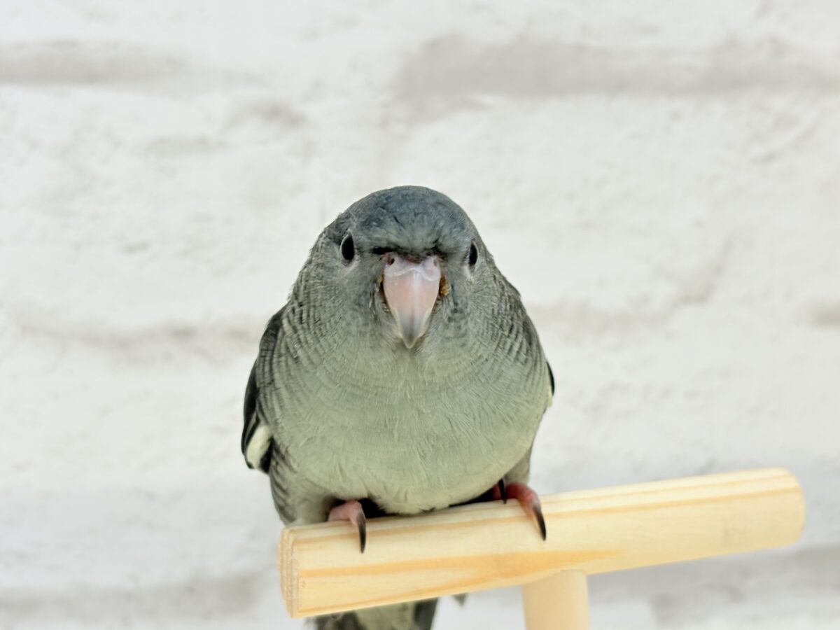 サザナミインコ