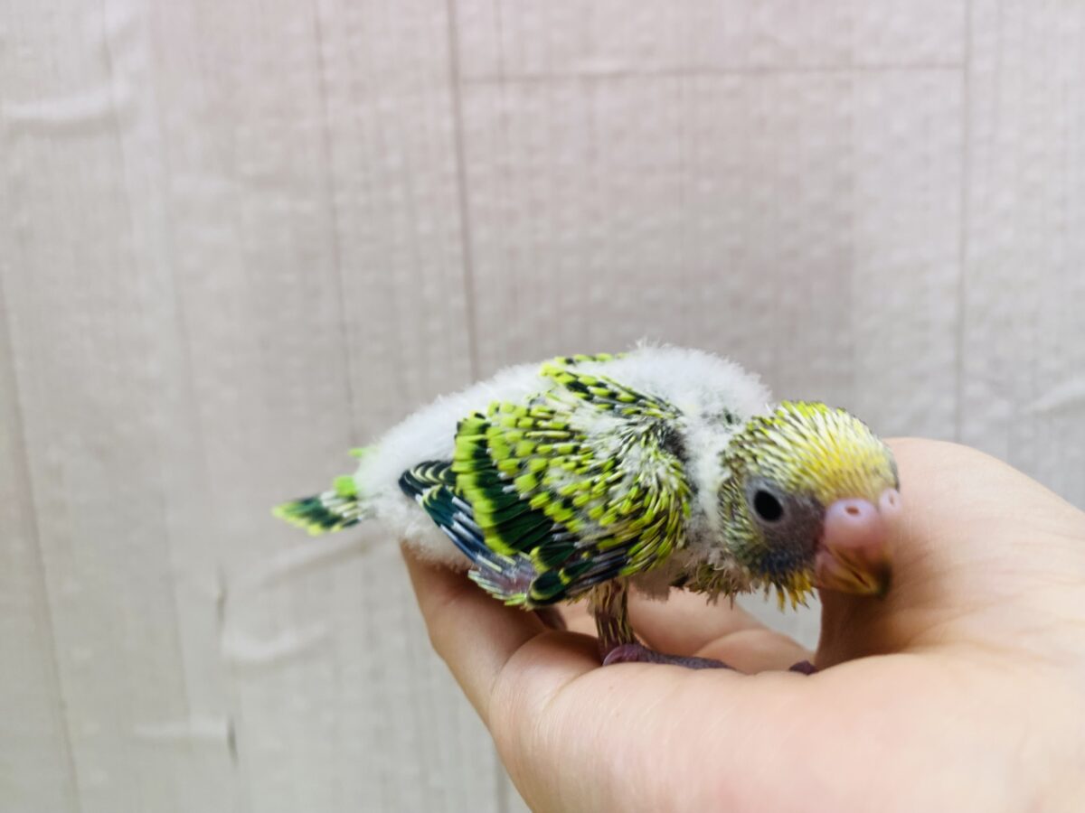 セキセイインコ