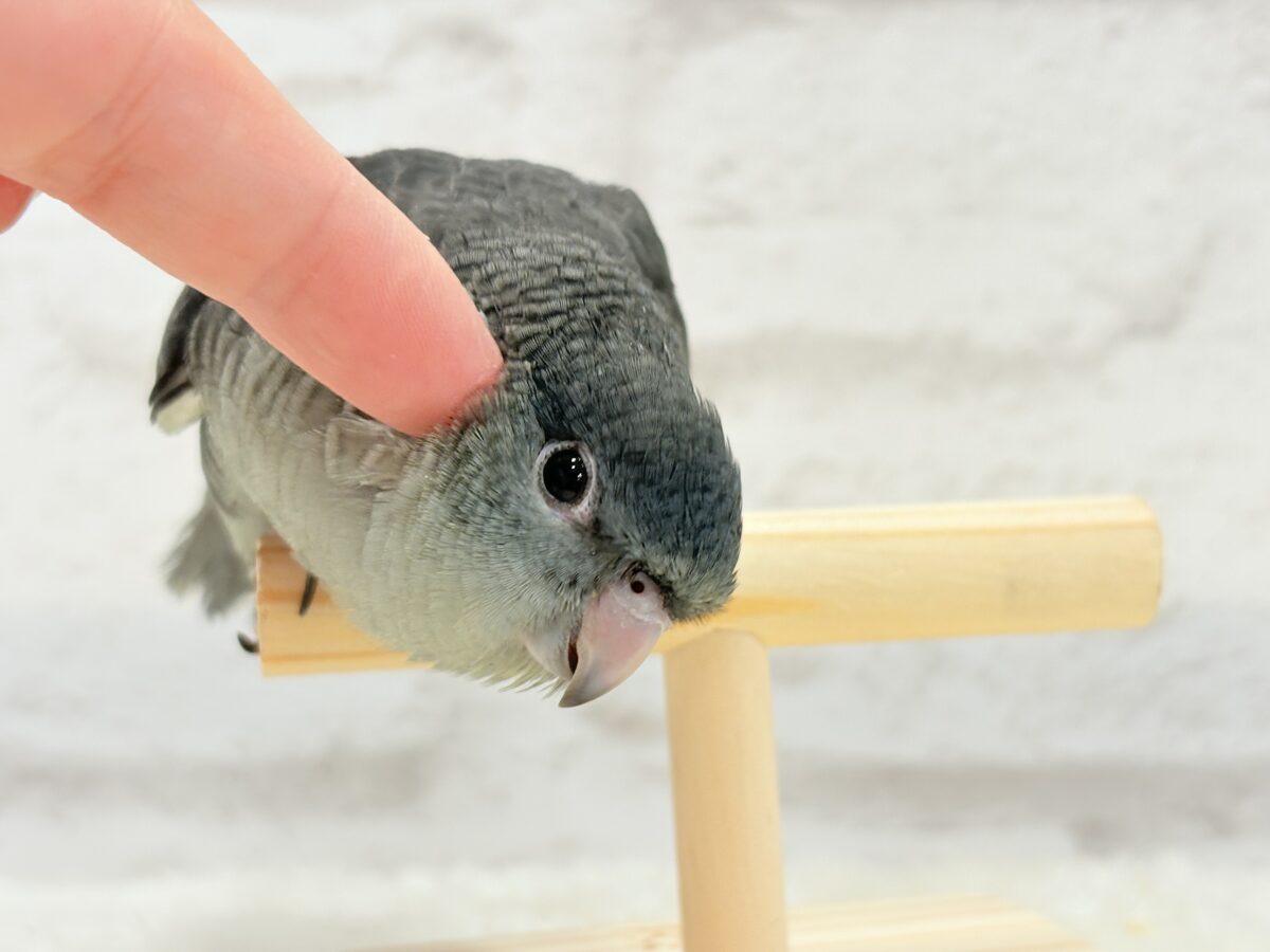 サザナミインコ