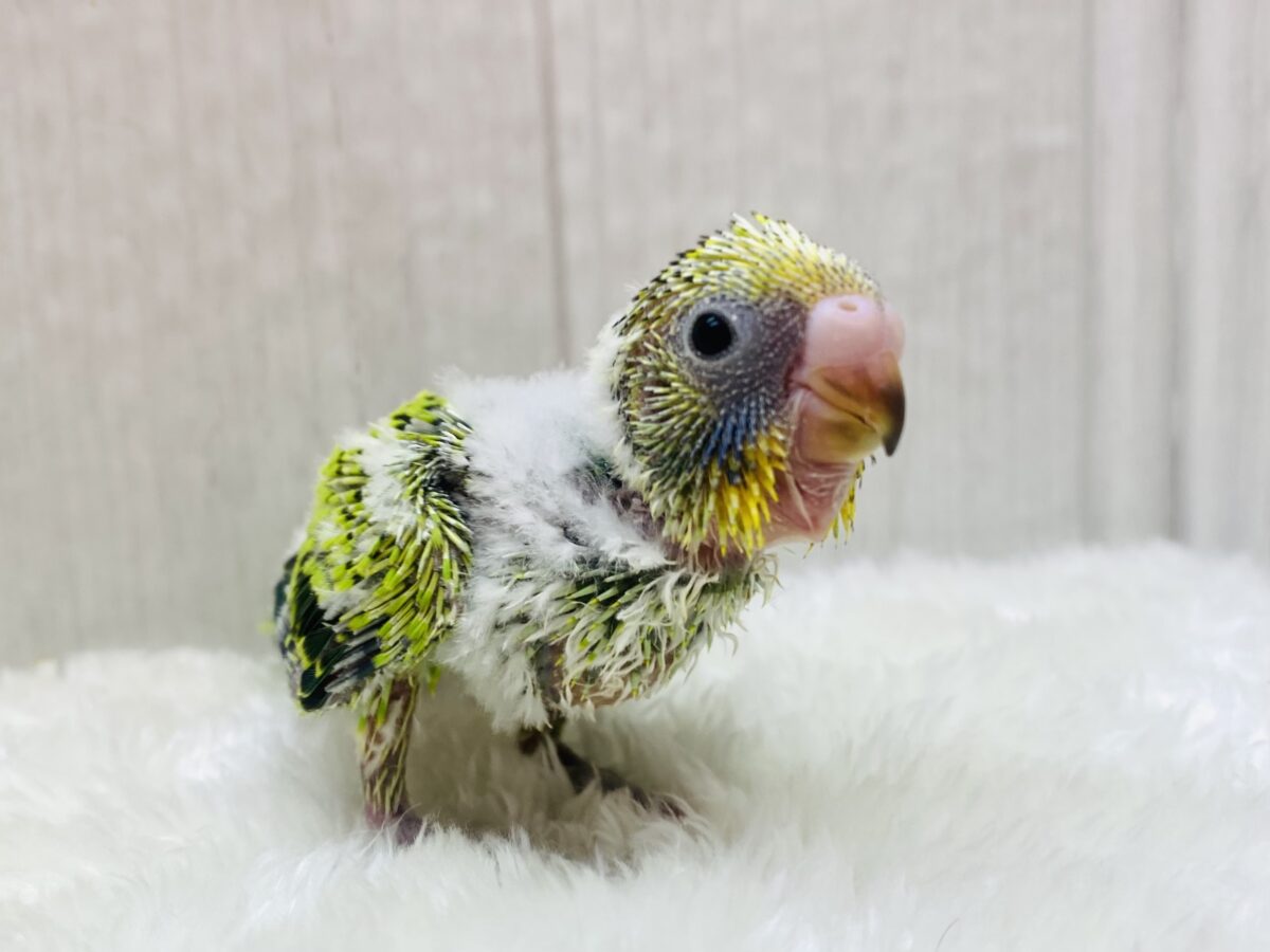 この姿も今だけ‼️ワタワタ💚セキセイインコのオパーリン