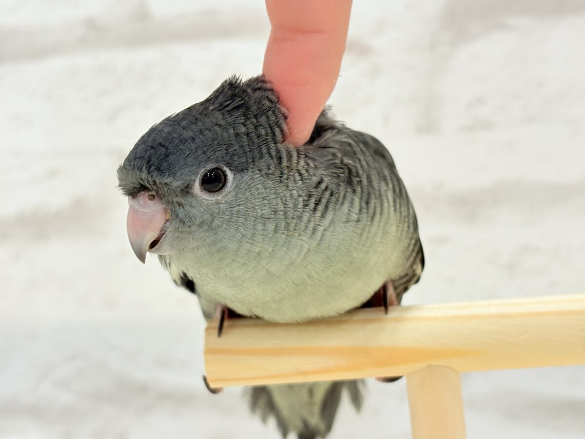 サザナミインコ
