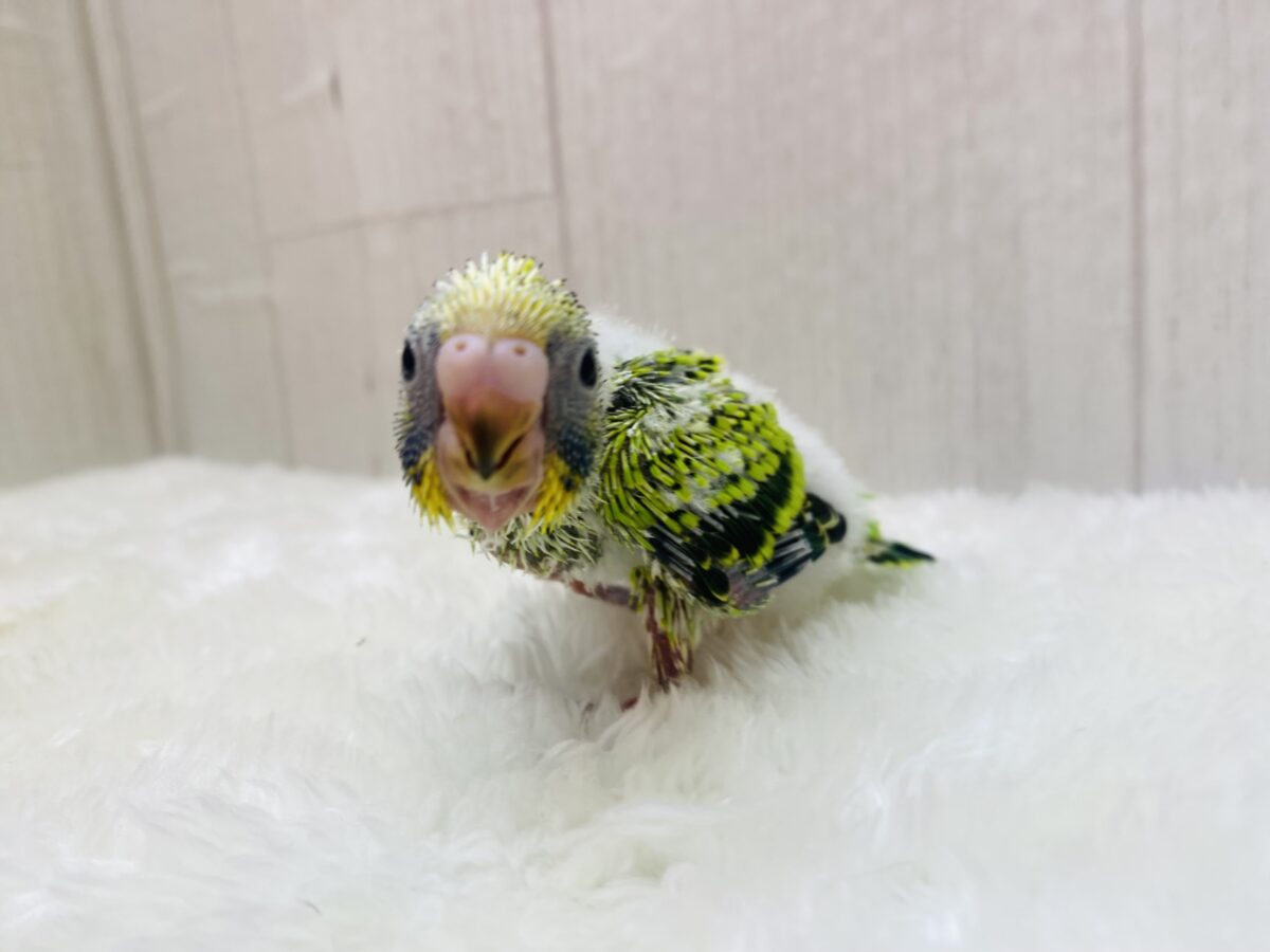 セキセイインコ