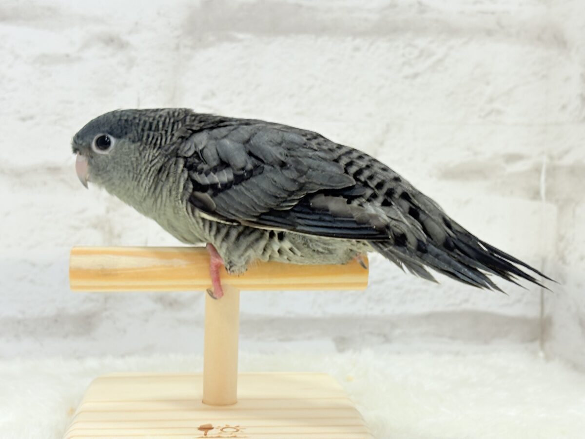 サザナミインコ