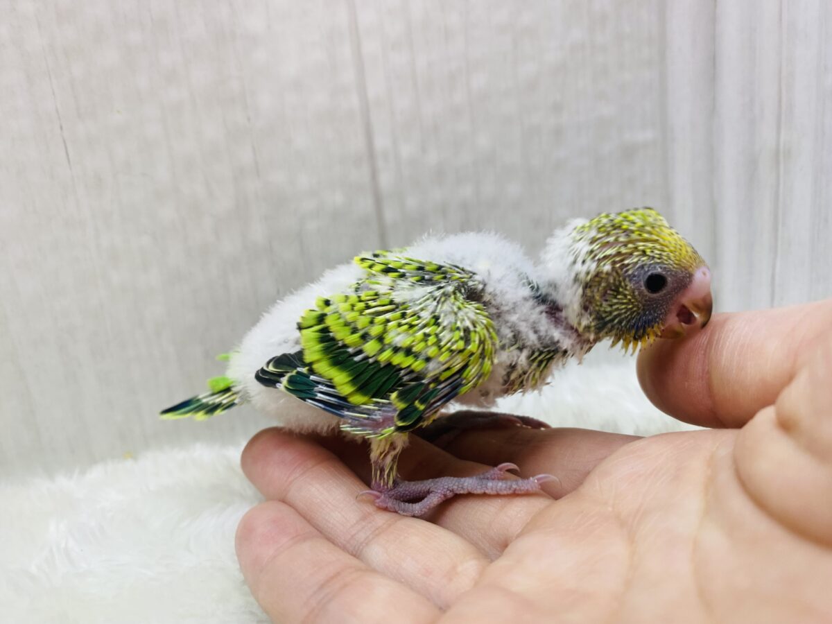 セキセイインコ