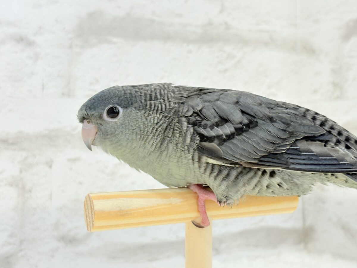 サザナミインコ