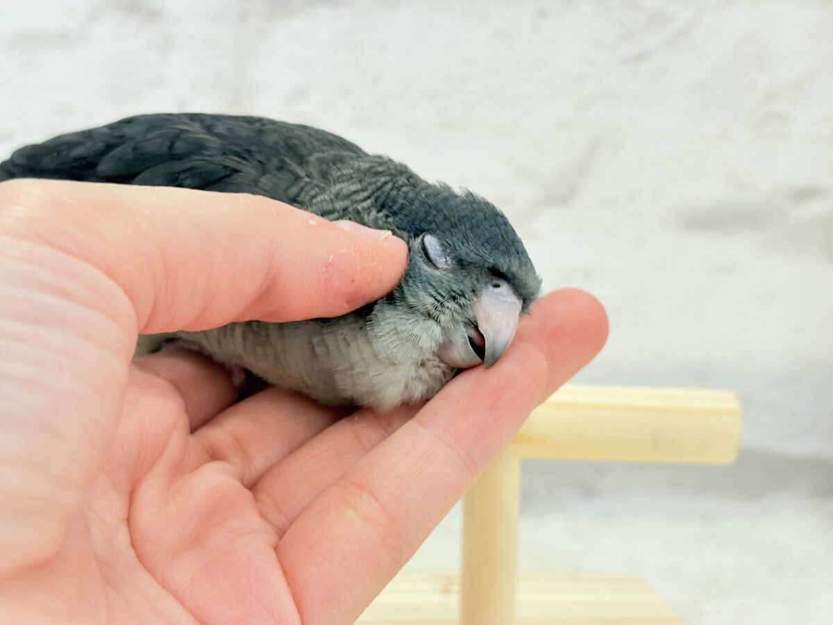 サザナミインコ