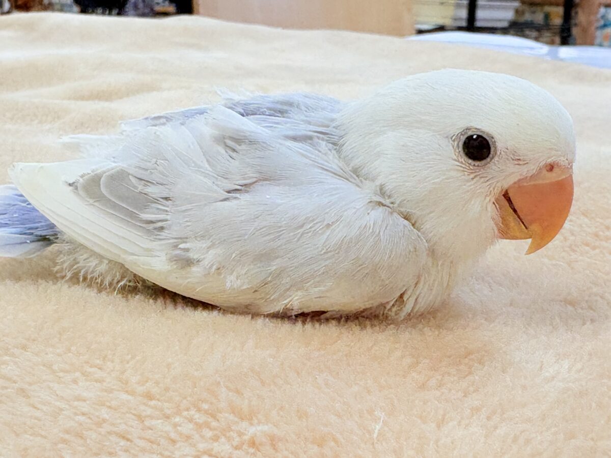 コザクラインコ（小桜インコ）