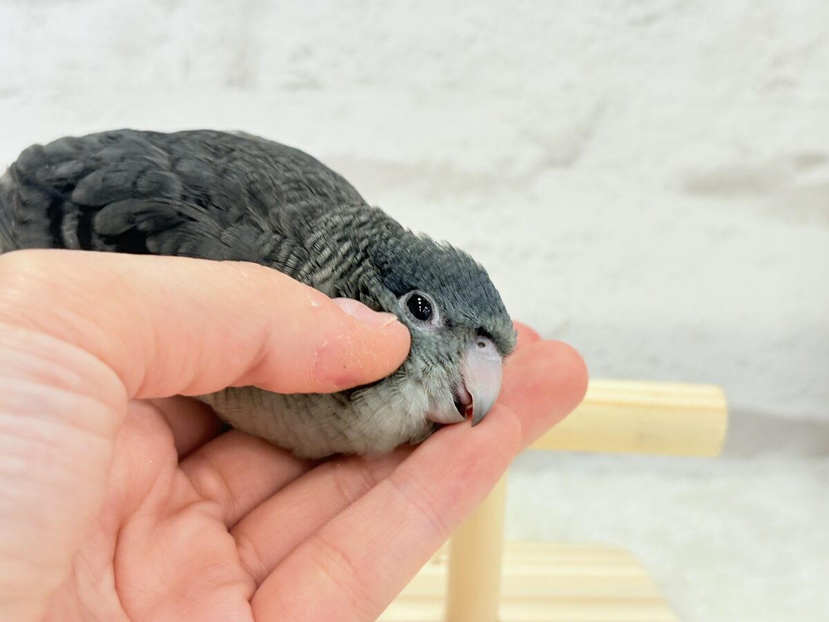 サザナミインコ