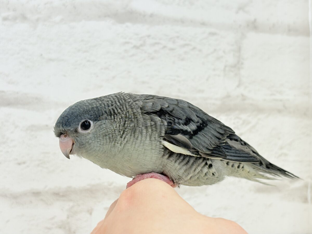 サザナミインコ