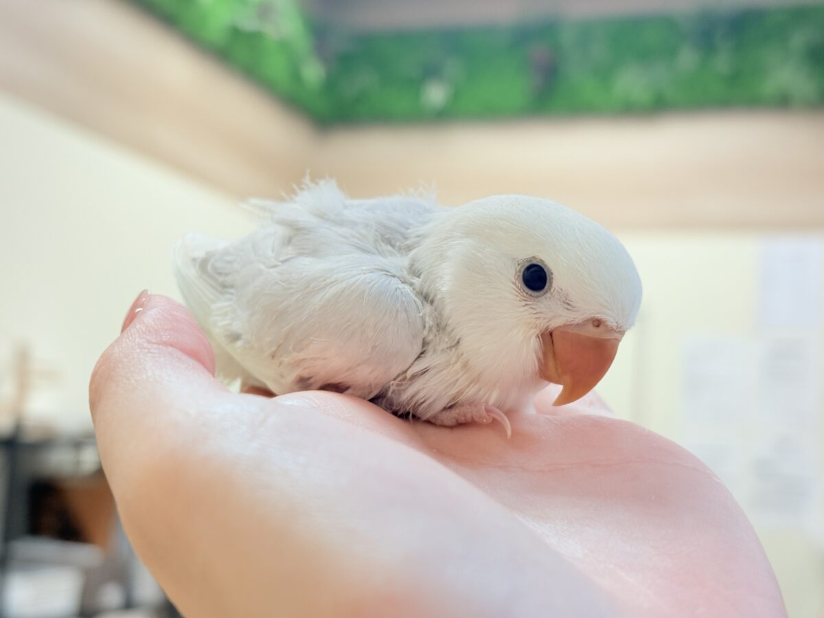 コザクラインコ（小桜インコ）