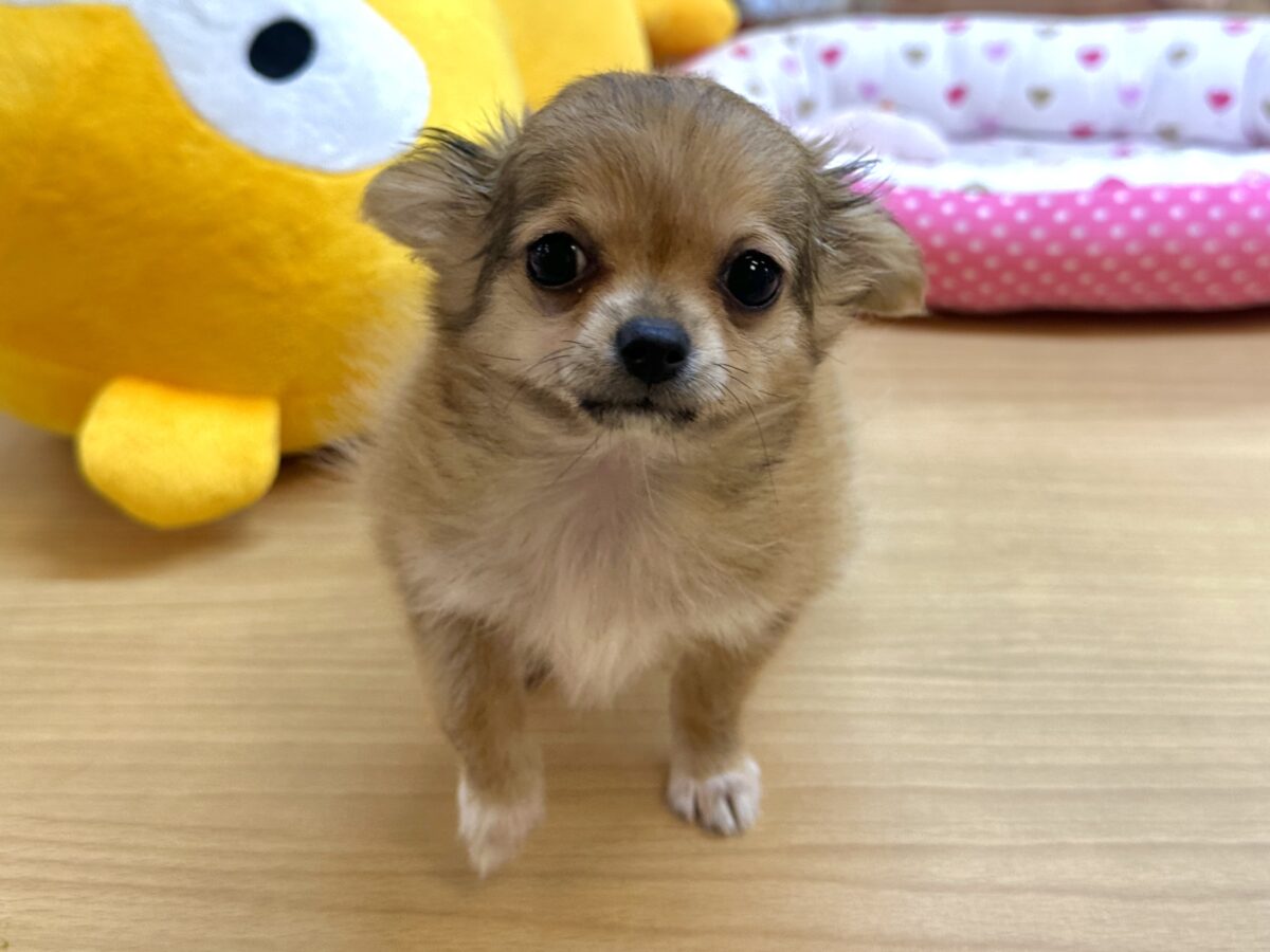 しっぽフリフリ•*¨*•.¸¸♬︎チワワ女の子 チワワ