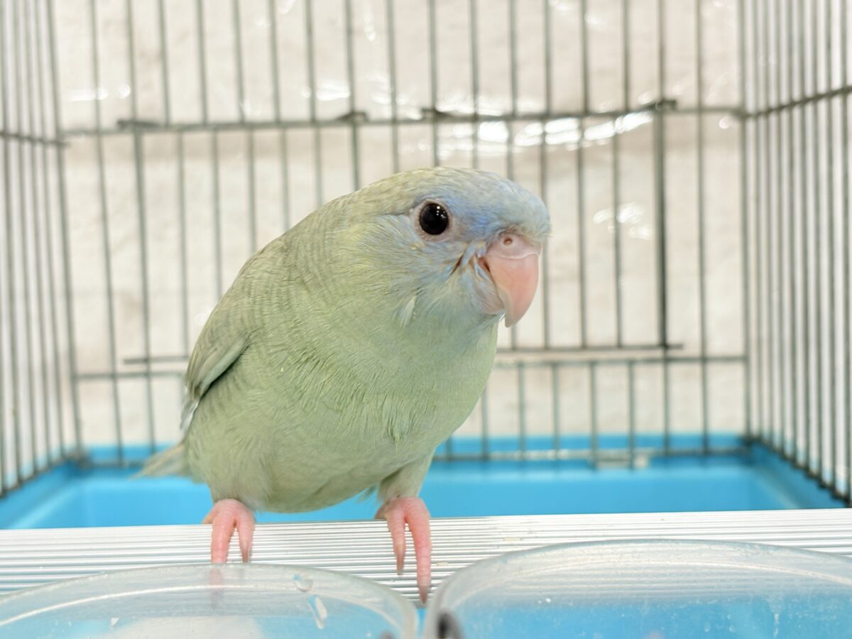 サザナミインコ