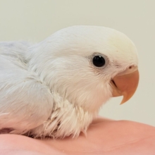 爆裂💕天使のような可愛さ💕コザクラインコちゃん❣️(ヒナ)