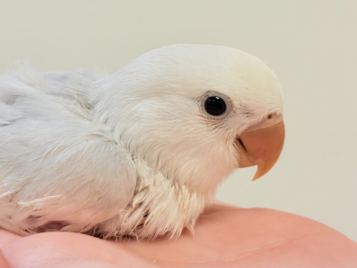 爆裂💕天使のような可愛さ💕コザクラインコちゃん❣️(ヒナ)