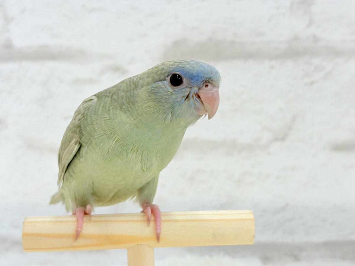 サザナミインコ