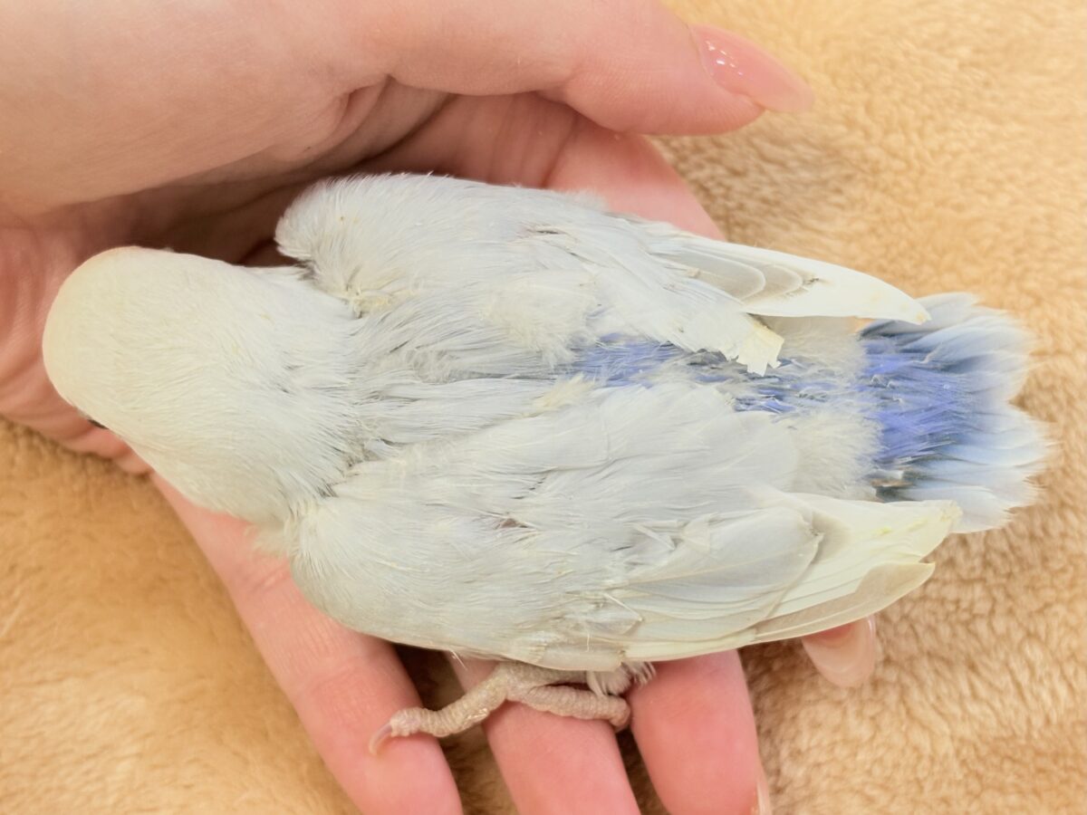 コザクラインコ（小桜インコ）