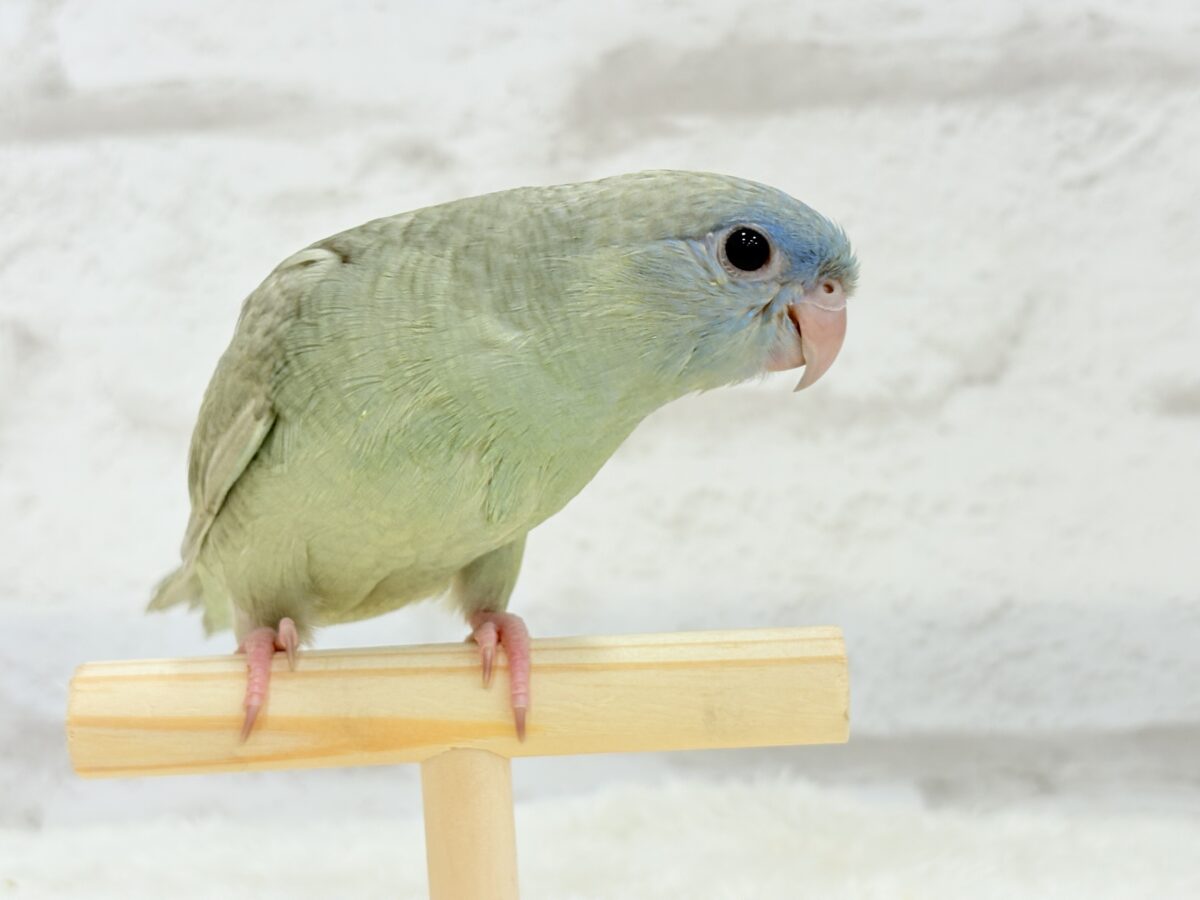 サザナミインコ