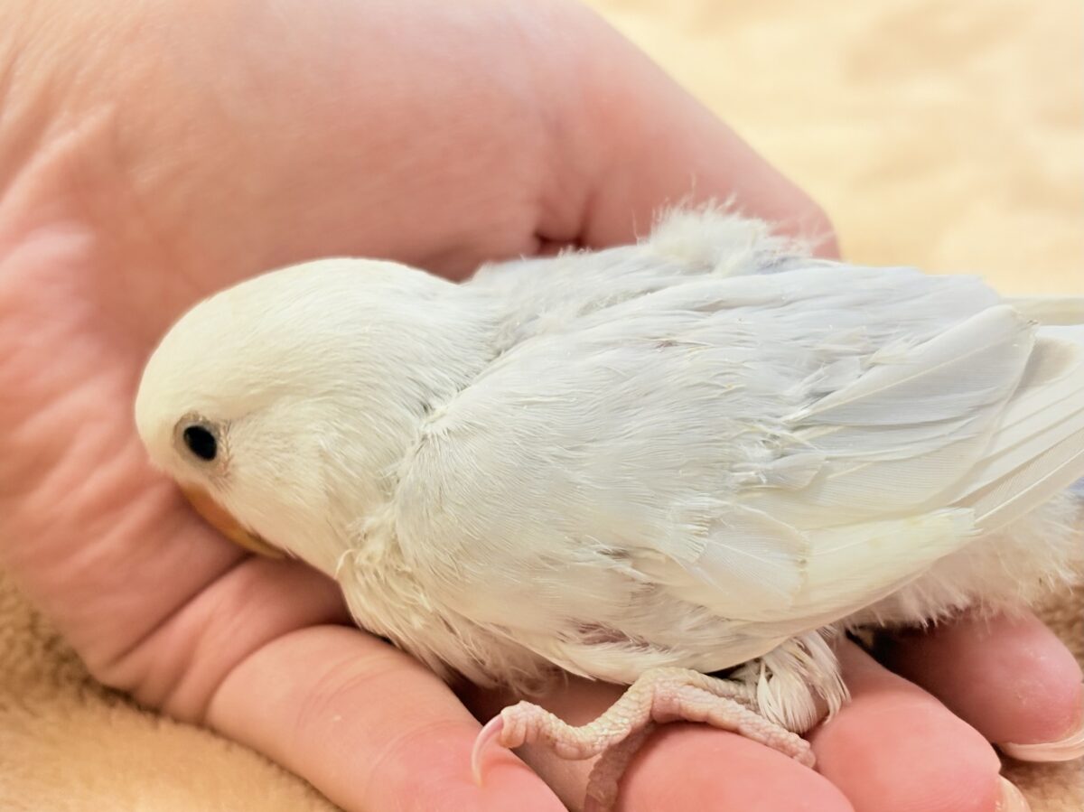 コザクラインコ（小桜インコ）