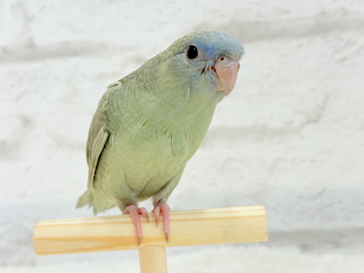 サザナミインコ