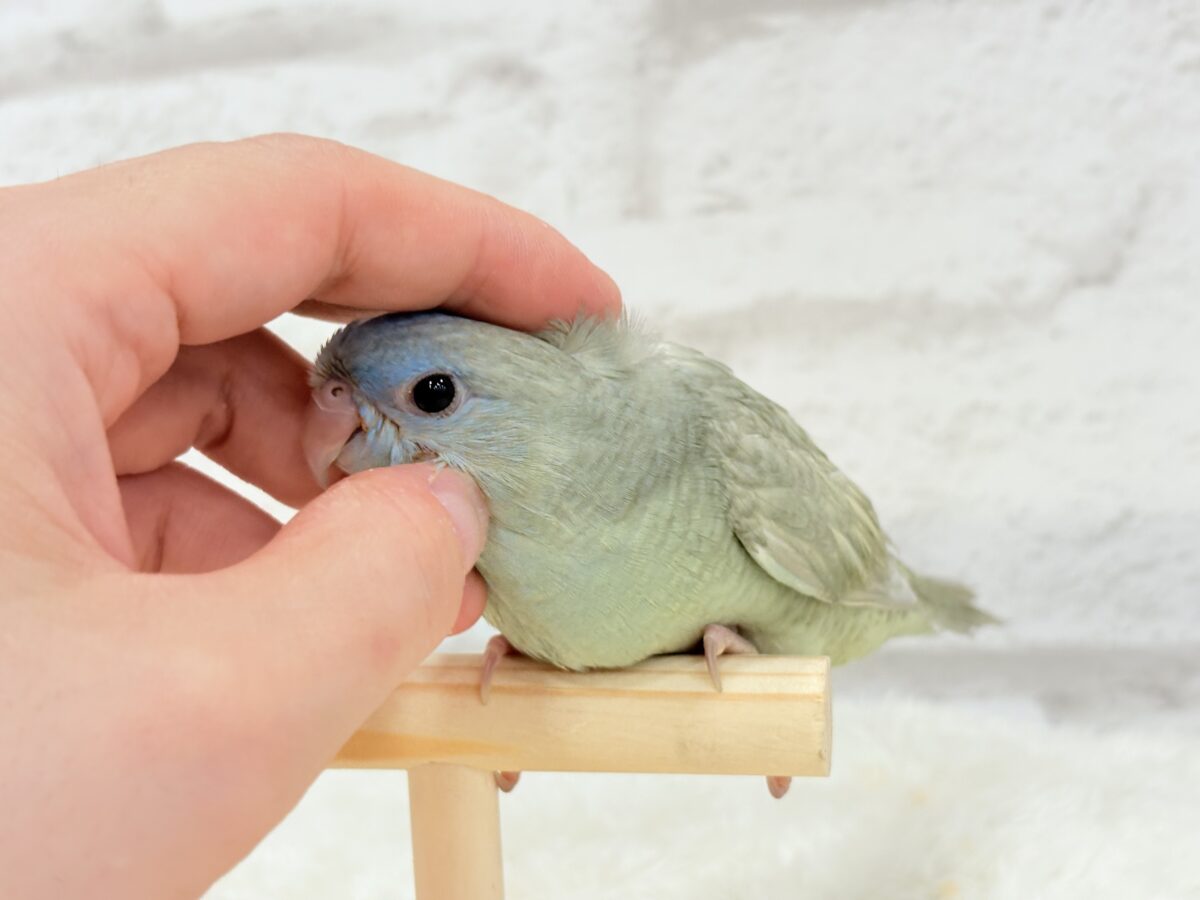 サザナミインコ