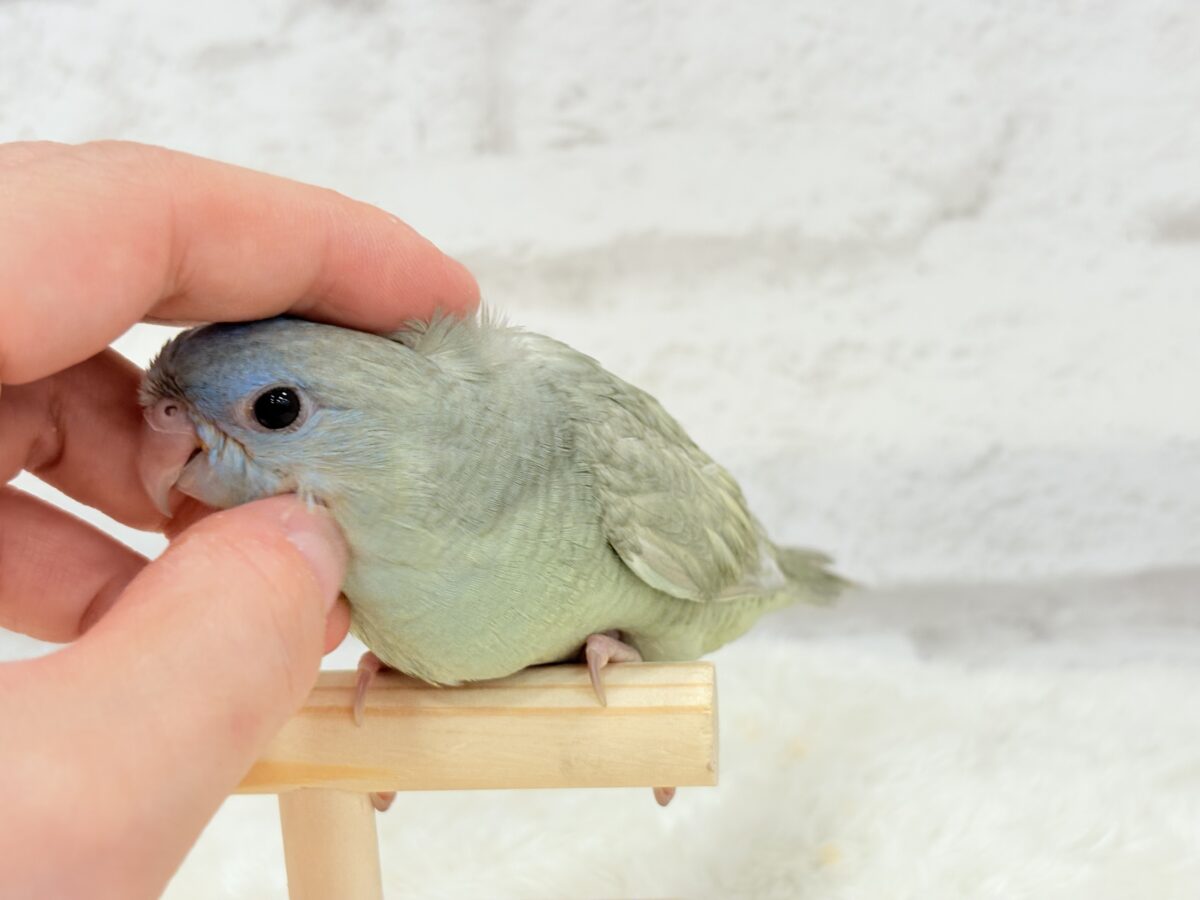 サザナミインコ