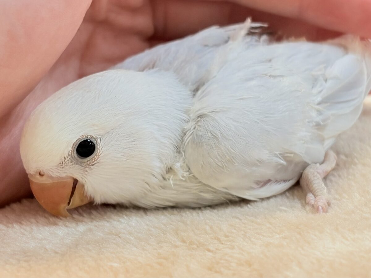コザクラインコ（小桜インコ）