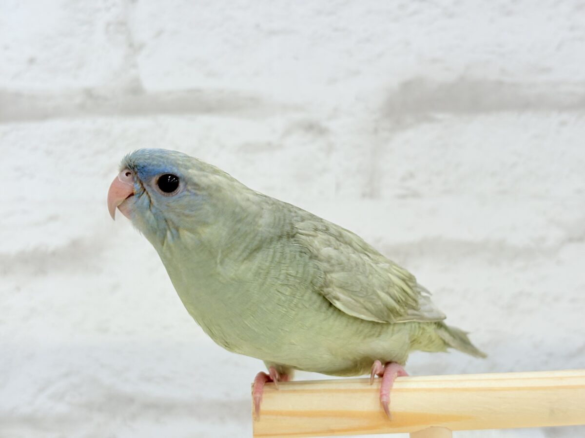 サザナミインコ