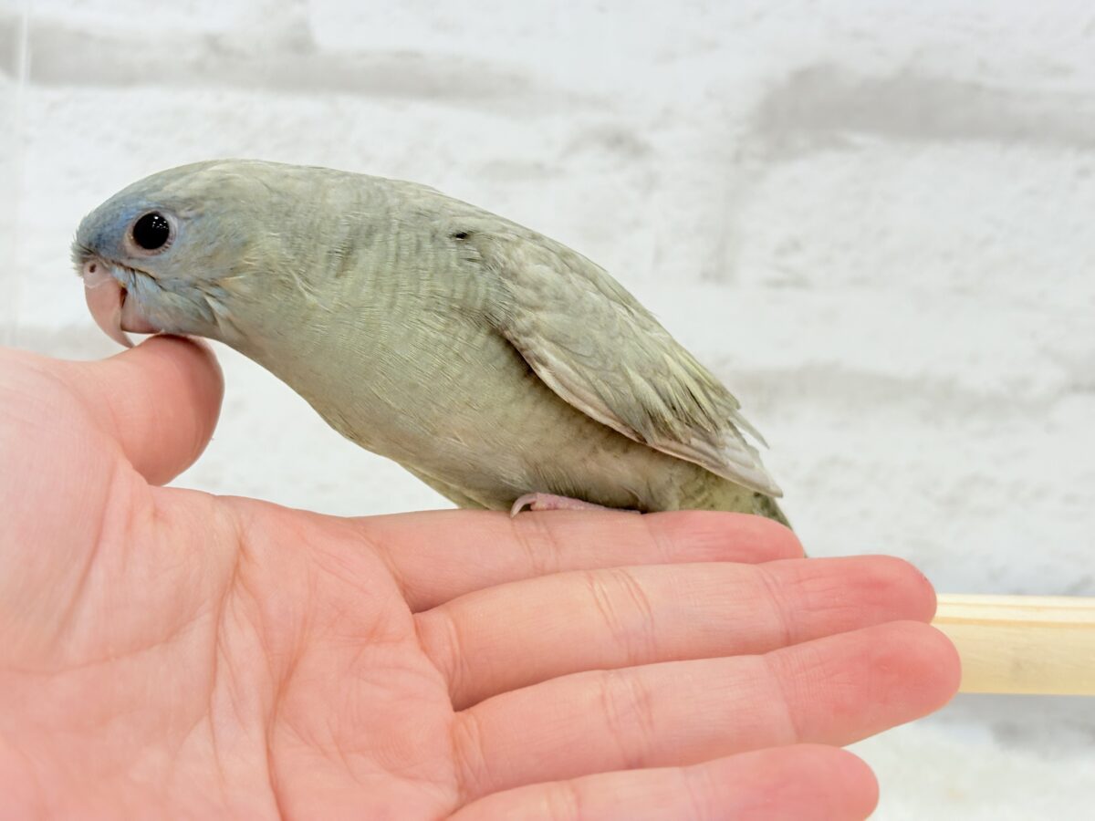 サザナミインコ