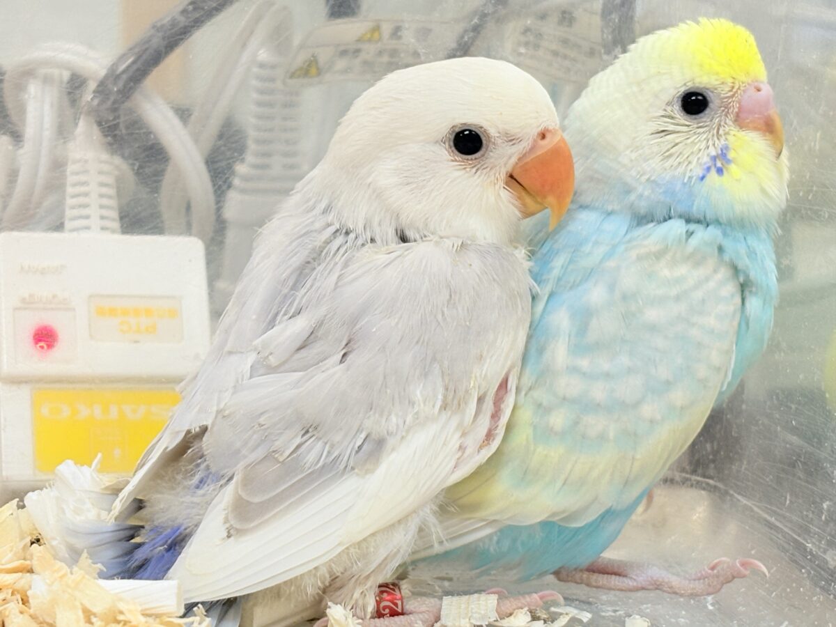 コザクラインコ（小桜インコ）