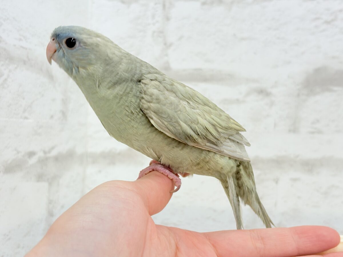 サザナミインコ