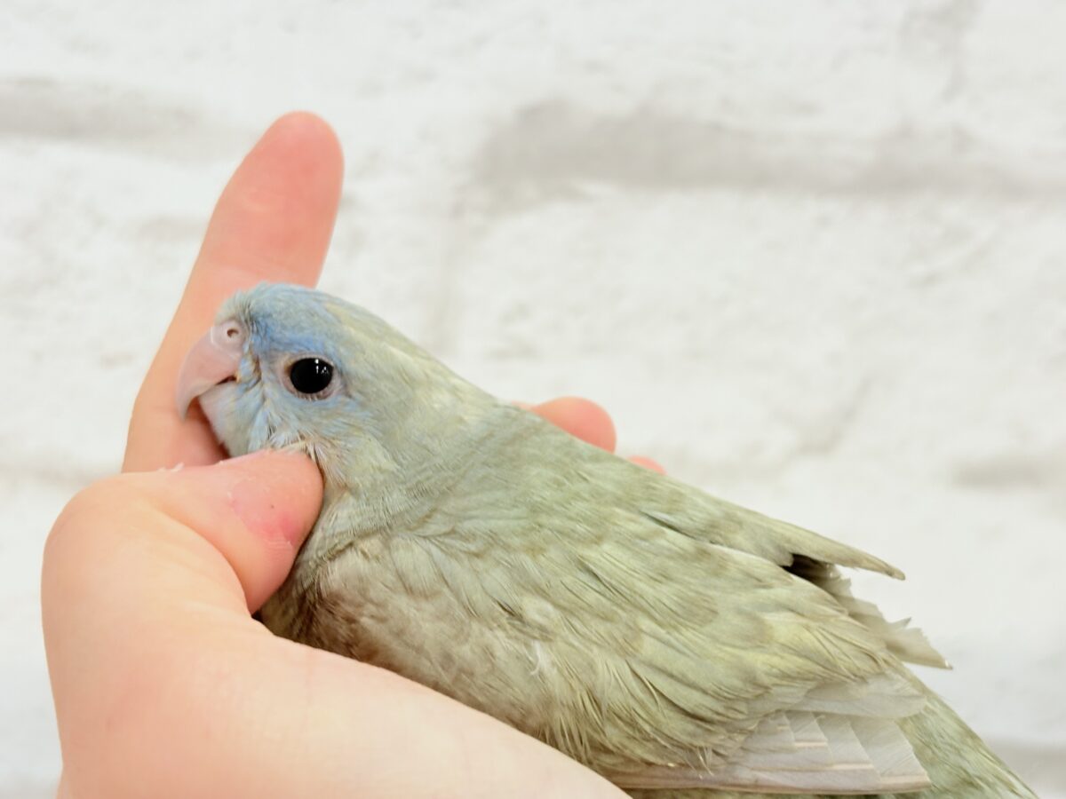 サザナミインコ
