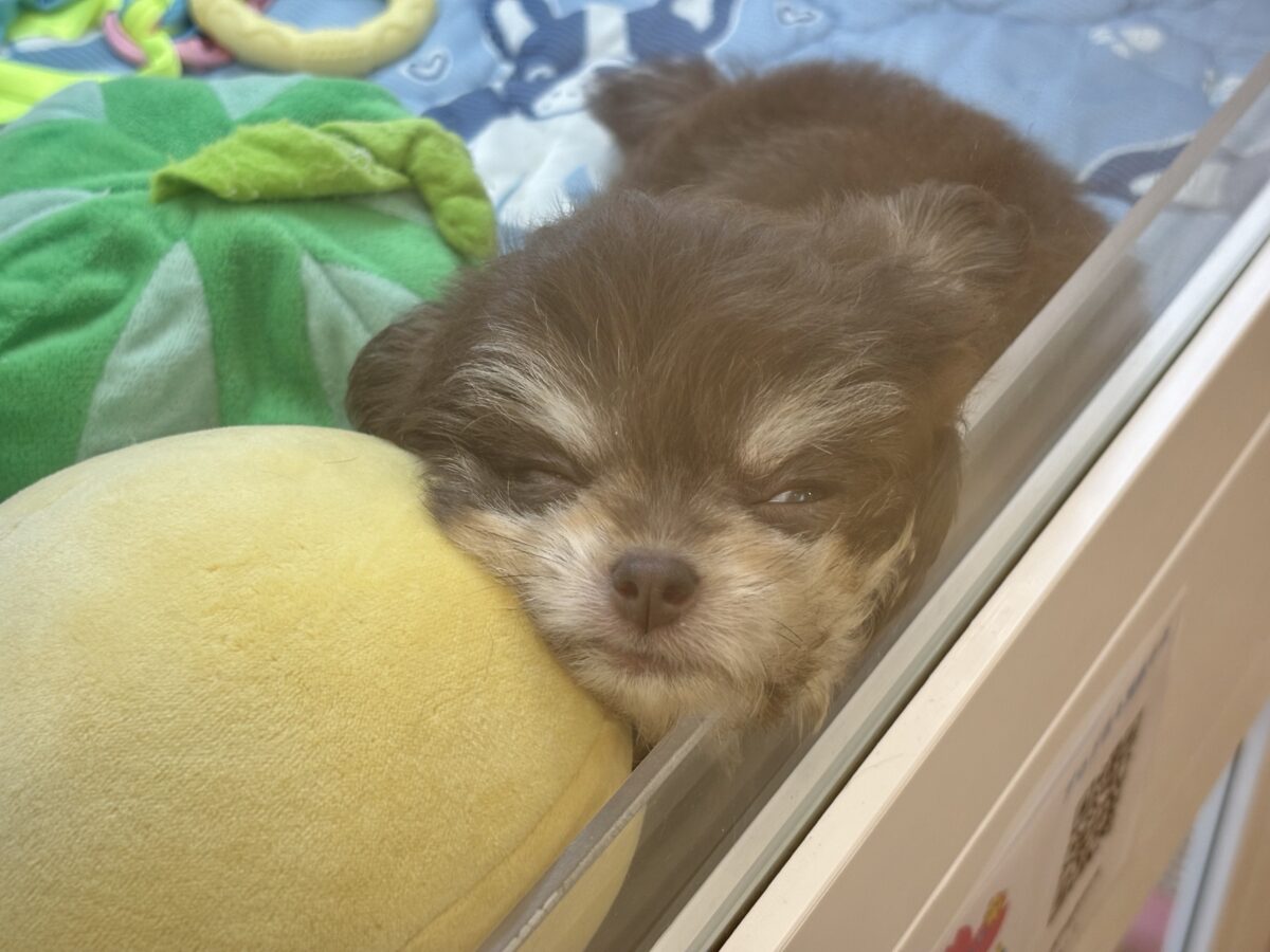 チワマル（マルチワ）