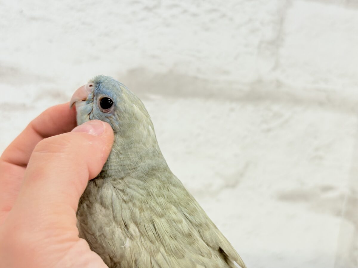 サザナミインコ