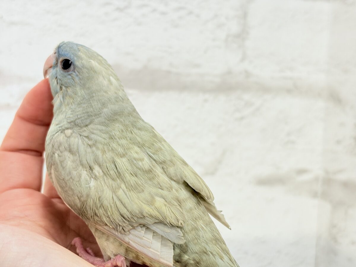 サザナミインコ