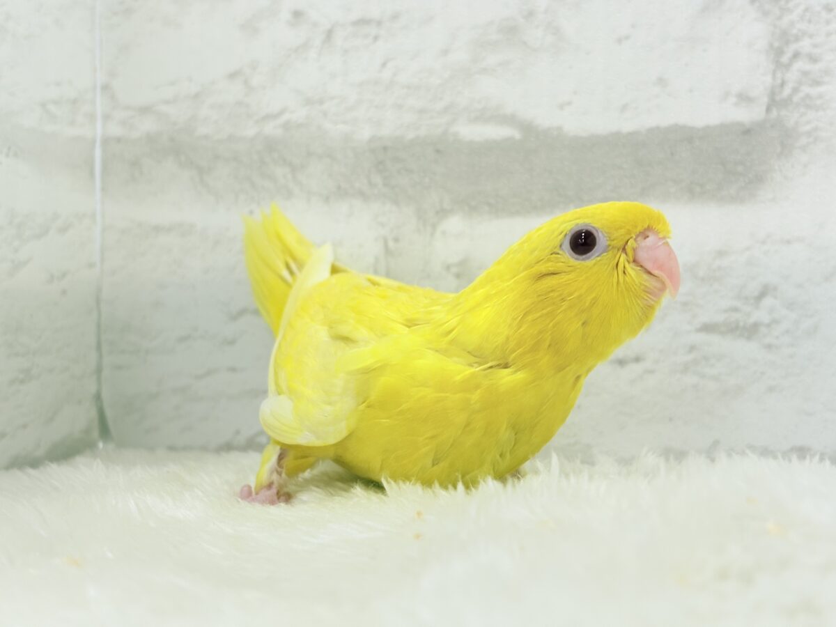 サザナミインコ
