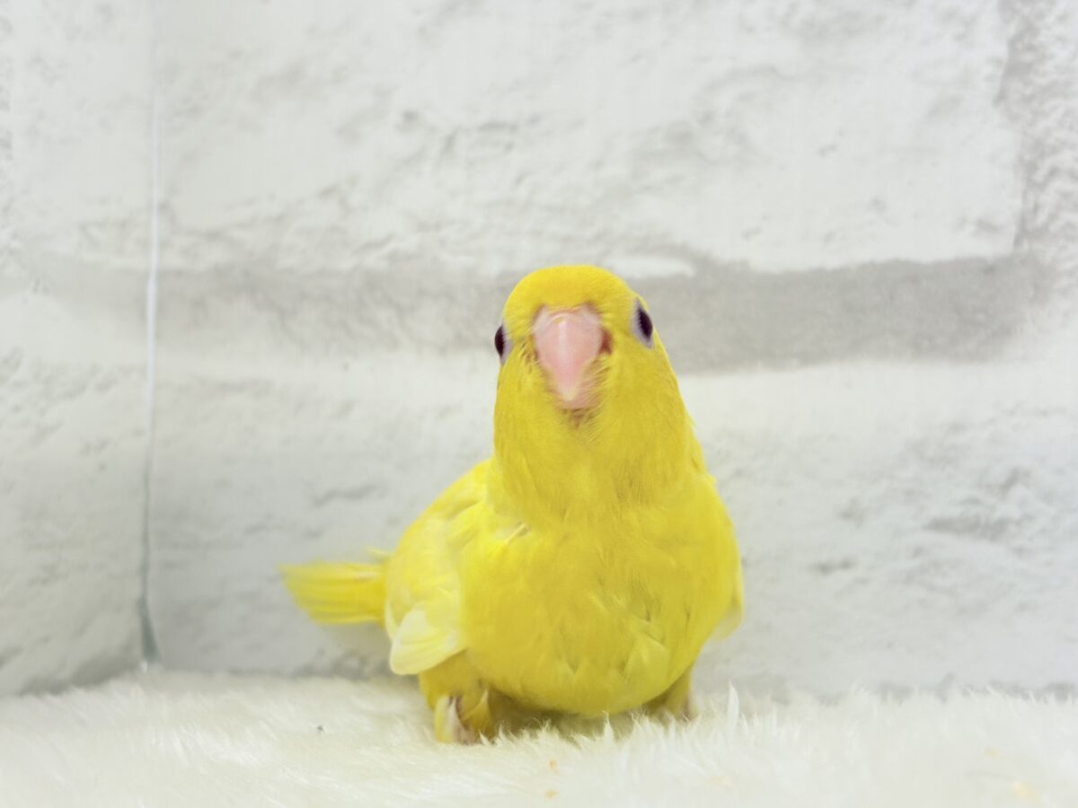 サザナミインコ