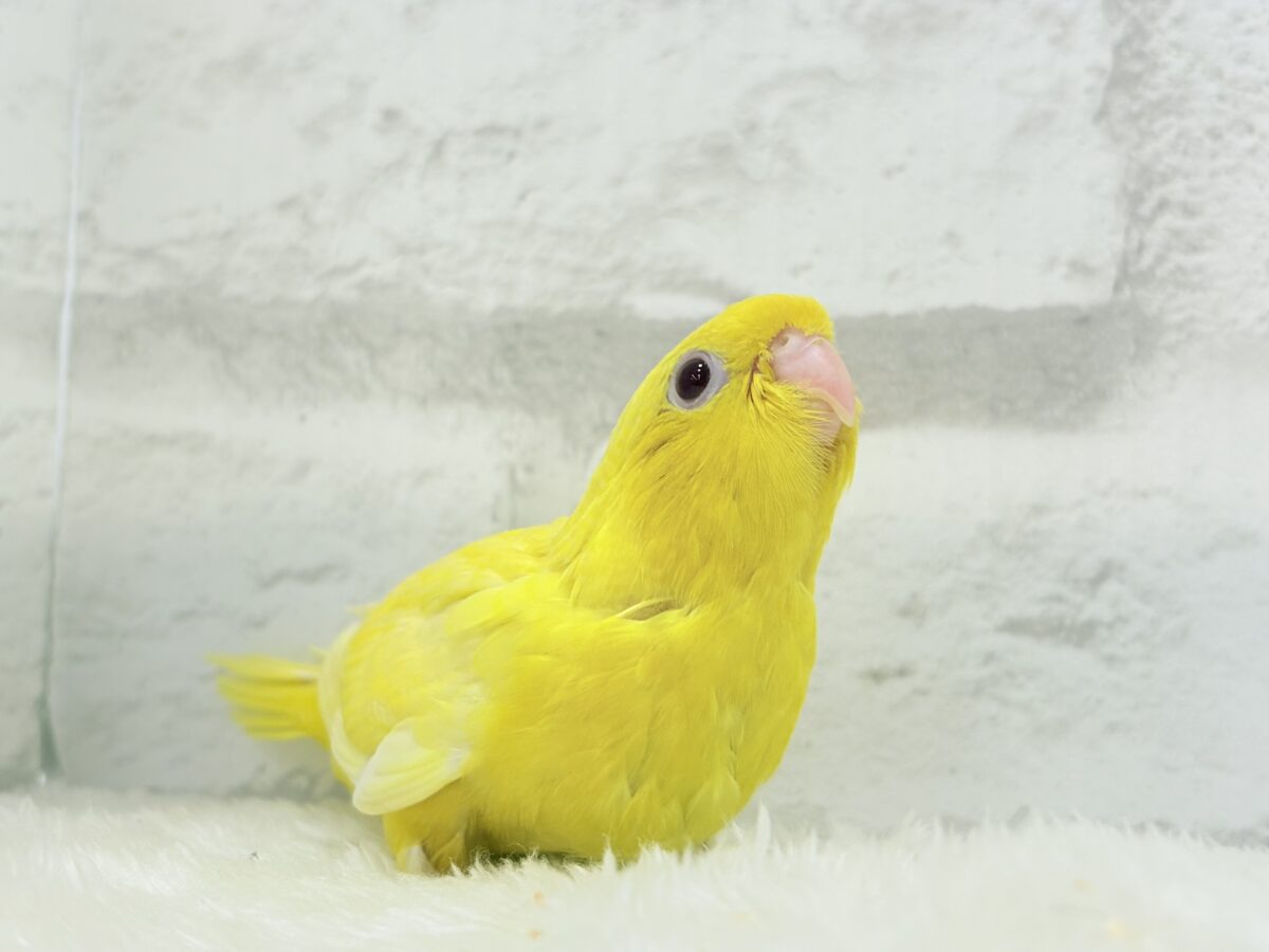 【最新画像更新🪄】太陽サンサン☀️ビタミンカラー🐣💛サザナミインコ(ルチノー) ヒナ サザナミインコ