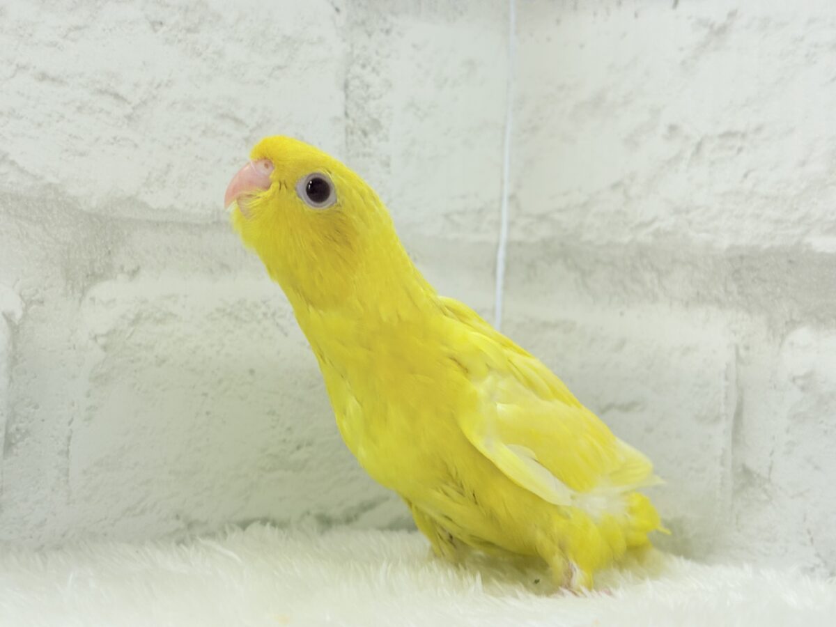【最新画像更新🪄】太陽サンサン☀️ビタミンカラー🐣💛サザナミインコ(ルチノー) ヒナ サザナミインコ