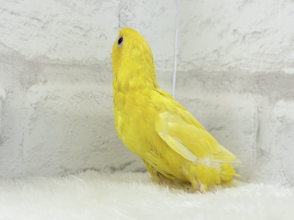 サザナミインコ