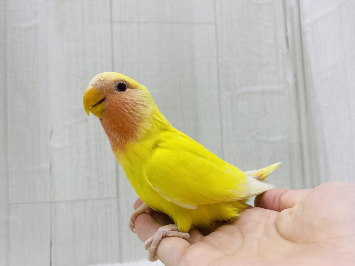 コザクラインコ（小桜インコ）